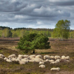 Schafe im Naturpark Wildeshauser Geest Schafe im Naturpark Wildeshauser Geest