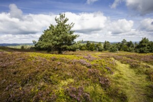 Heide Naturpark Diemelsee © Sabrinity