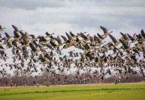 Naturpark Duemmer © VDN-Fotoportal / Hanni10