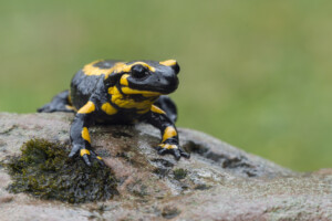 Feuersalamander im Naturpark TERRA.vita © Bernhard Volmer
