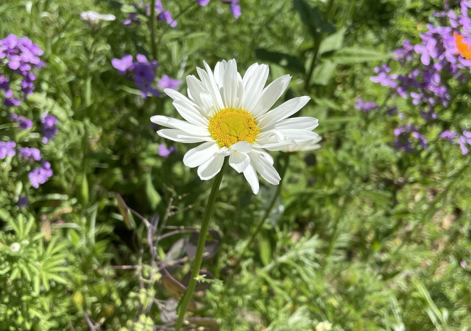 20210601_Schwaam_Sommer_Wiesen-Margerite-©NPSN Ermecke