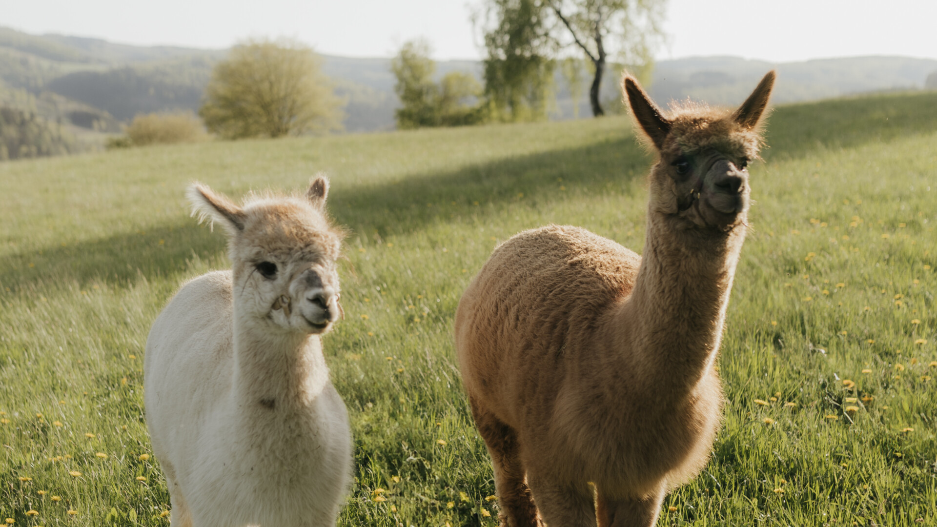 Alpaka 1-(c) SimsalabrinaFotografie