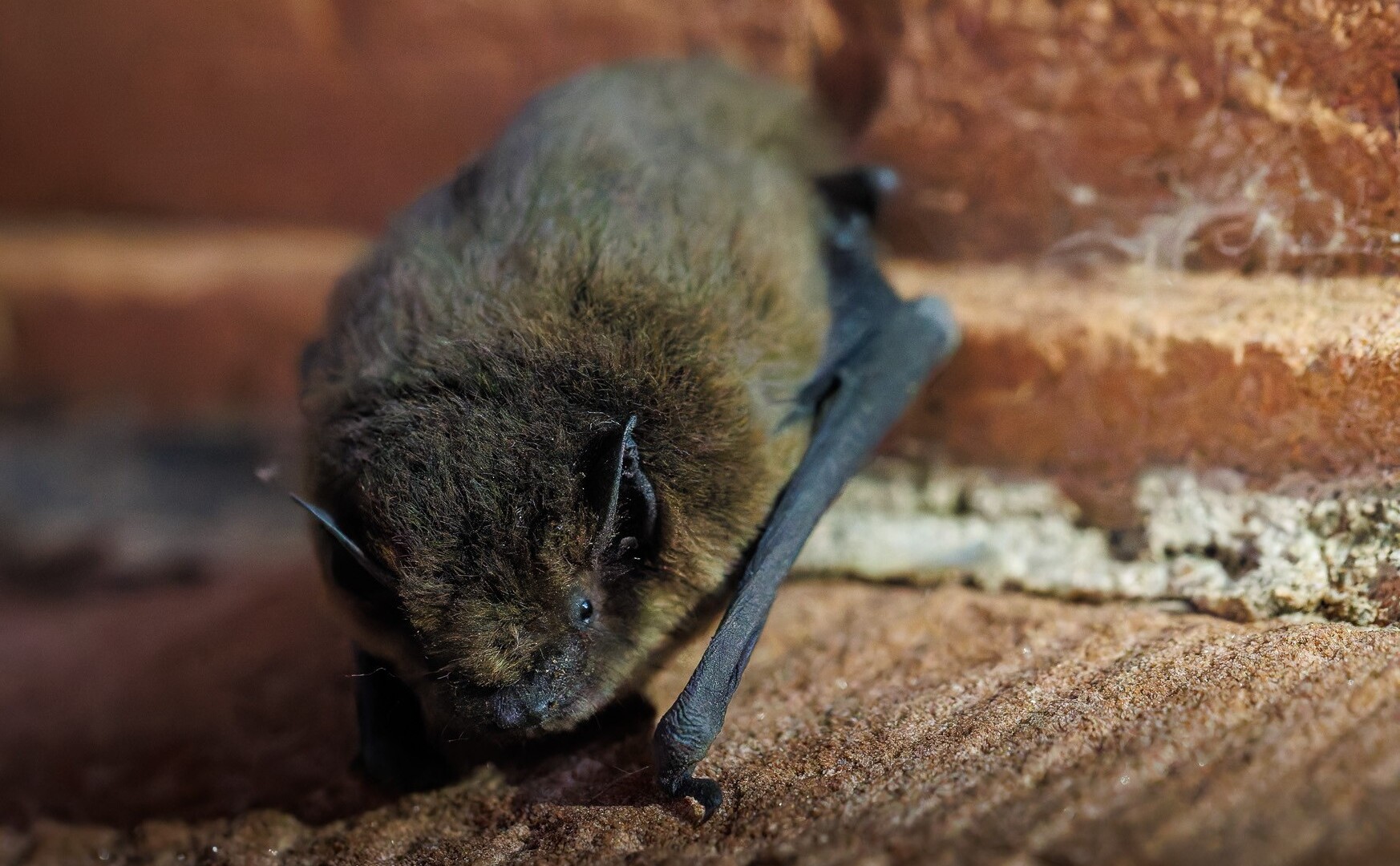 Fledermaus1_(c)_MarvinKrampe