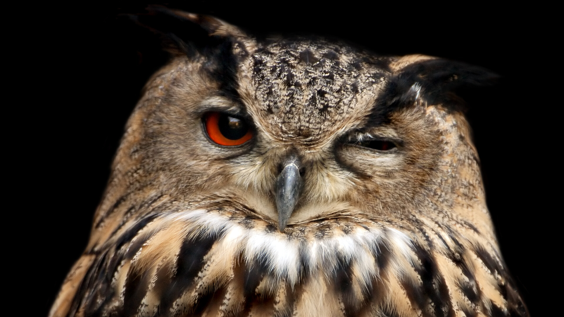 eagle owl