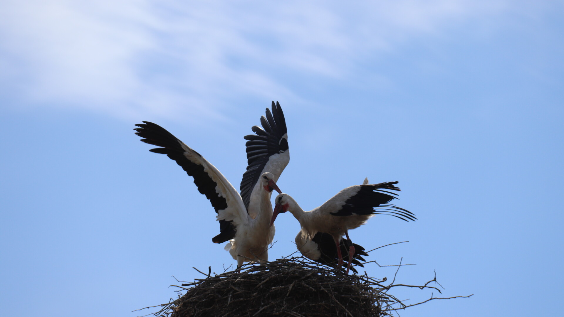 Storch_JuliaNixdorf_CCby