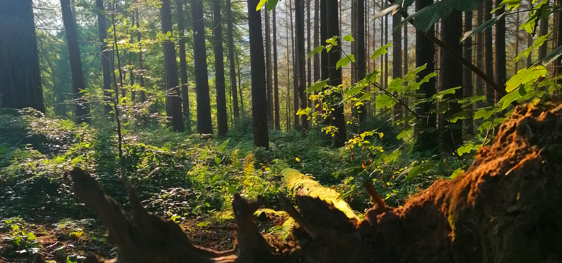 Wupper_CC_BERGISCH_BY_nature_Sara_Christ